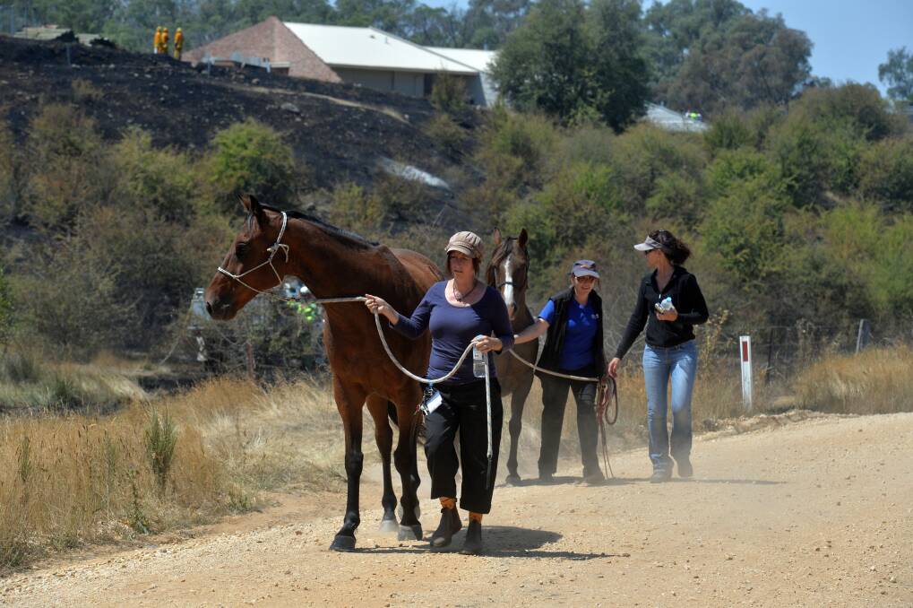 ESCAPE: Neighbours lead the horses to safety.Picture: BRENDAN McCARTHY