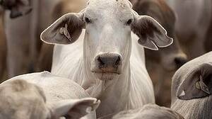 Cow dies of anthrax disease