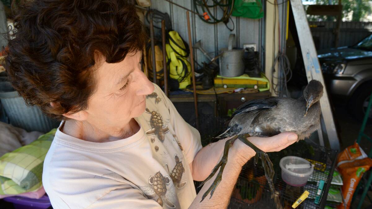 SICK: Lynne Waller with bird which was later euthanised. Picture: JIM ALDERSEY
