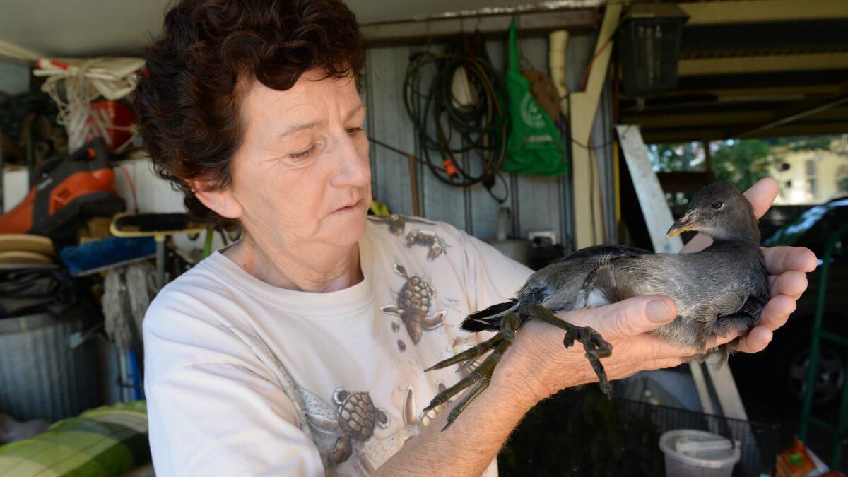 SICK:  Lynne Waller examines the bird. 