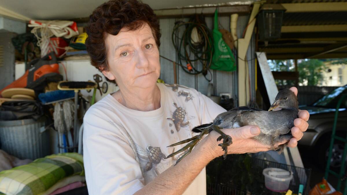 DISTRESSING: Lynne Waller with a sick bird, which had to be euthanised. Picture: JIM ALDERSEY
