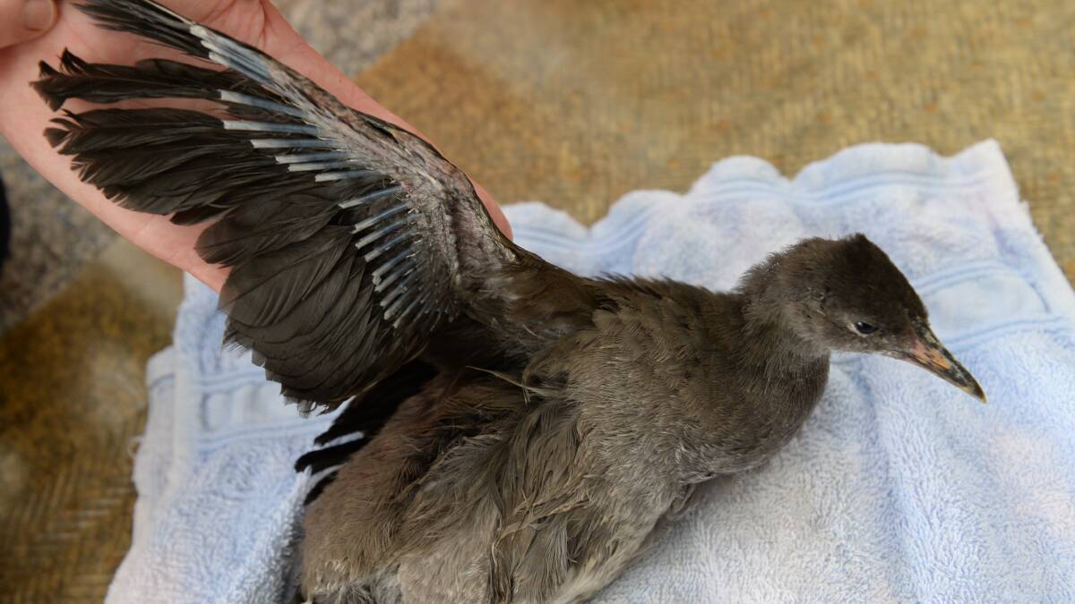 SICK: One of the injured birds. Pictures: JIM ALDERSEY