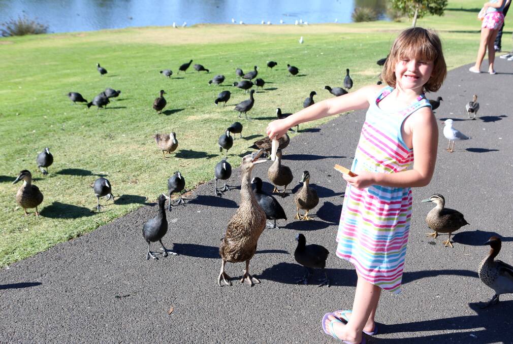 Brooklyn Nowell, 7, feeds the ducks.