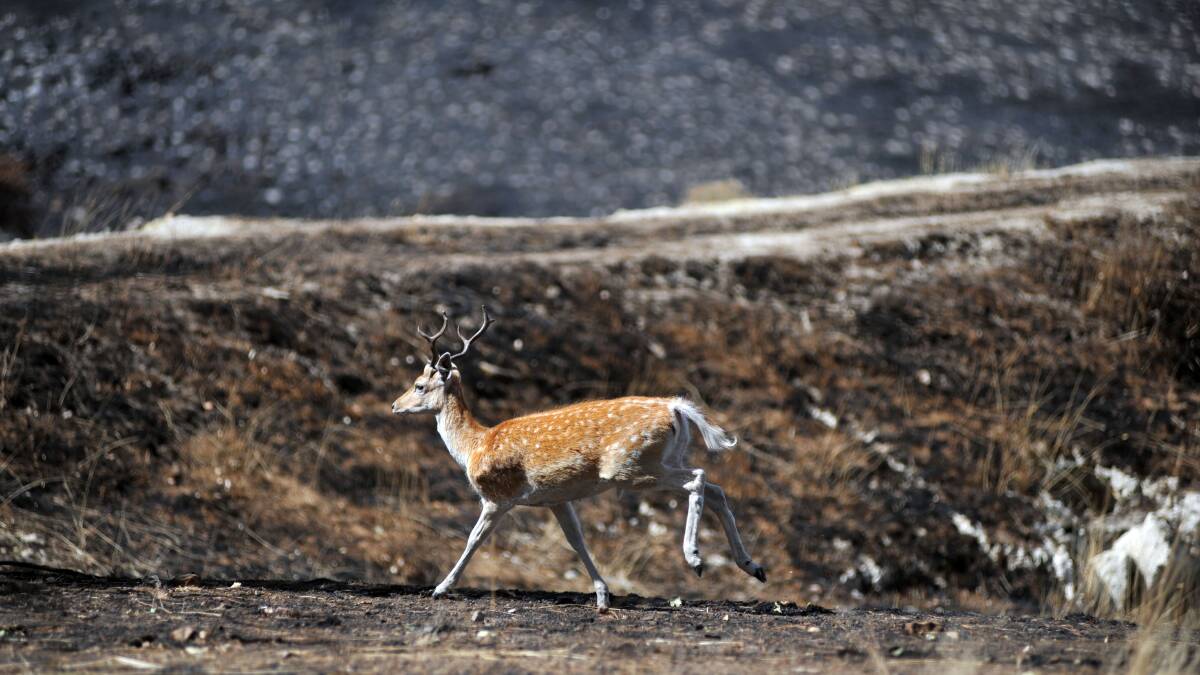 LUCKY: Surviving deer at Hillcrest Deer Farm, Gisborne. Picture: BRENDAN McCARTHY