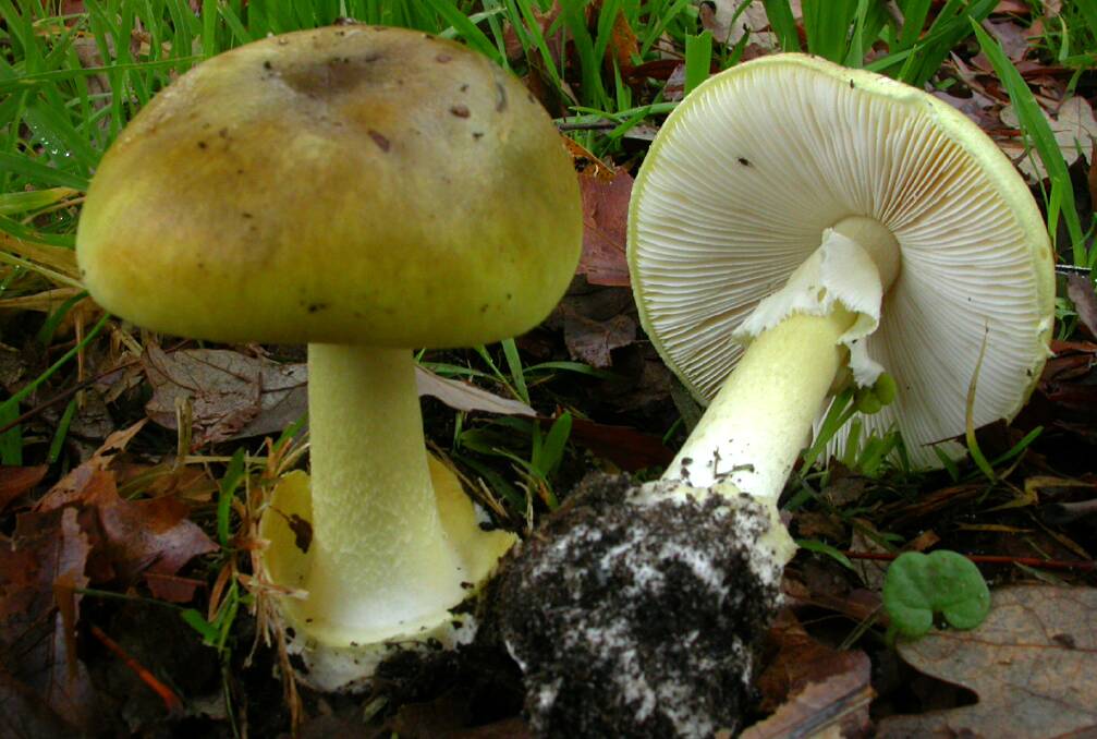 FATAL: The death cap mushroom, often found growing near oak trees. Pictures: TOM MAY/ROYAL BOTANIC GARDENS MELBOURNE 