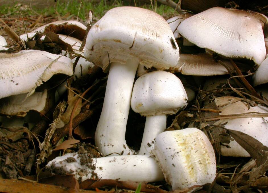 CONFUSING: Poisonous fungi can look edible.