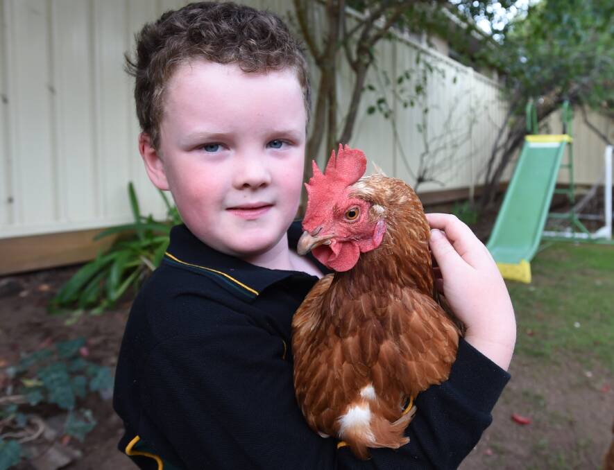 FRIENDS: Sebastian Robinson, 8, enjoys looking after his chooks. Picture: JODIE DONNELLAN