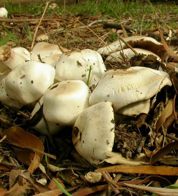 POISON: Yellow-staining mushrooms.