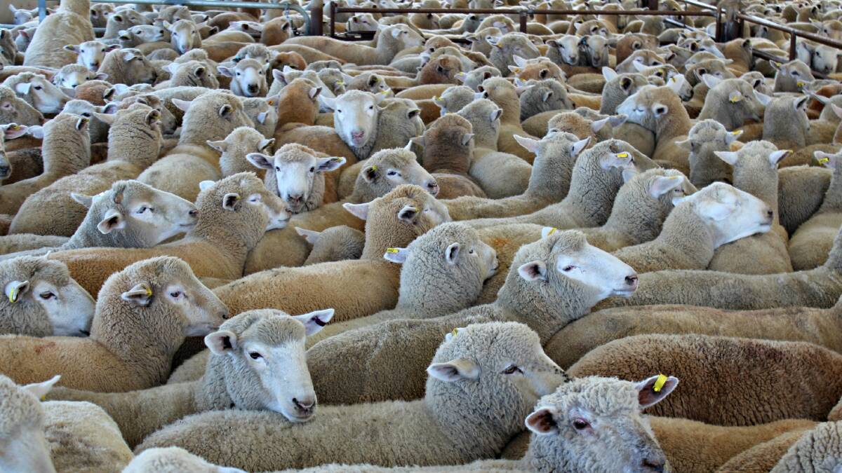 Bendigo sheep and cattle markets