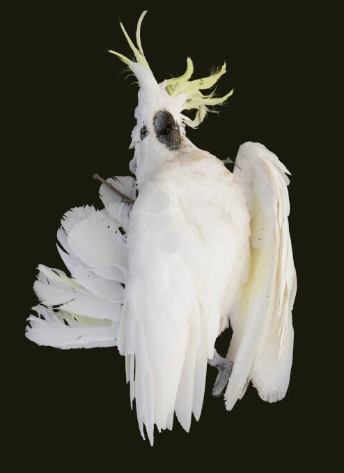 IMAGE: Claudia Terstappen, White Cockatoo (Cacatua galerita), 2009/2010.