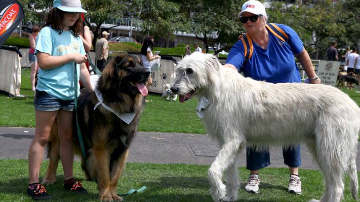 Olivia Blackbeard from Campbell Hills with Teddy the Leonberger meets Sarge the Irish Wolfhound with Claire Shortridge from Forest Lake at Bark in the Park at the Roma Street Parklands, Brisbane.Photo: Michelle Smith.