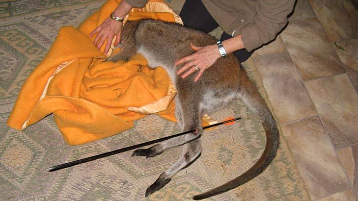 Rescued wallaby ... the joey receives treatment.