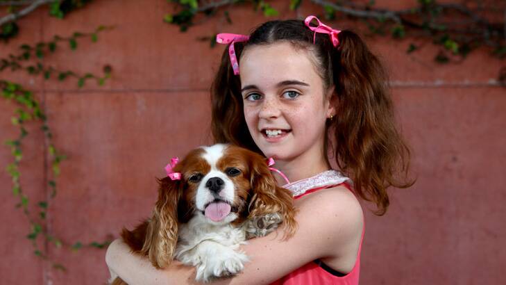 Mim Anderson, from Burpengary, with her Ruby the King Charles Cavalier Spaniel at Bark in the Park at the Roma Street Parklands, Brisbane. Mim and Ruby came second in the pet and owner look-alike competition. Photo: Michelle Smith.