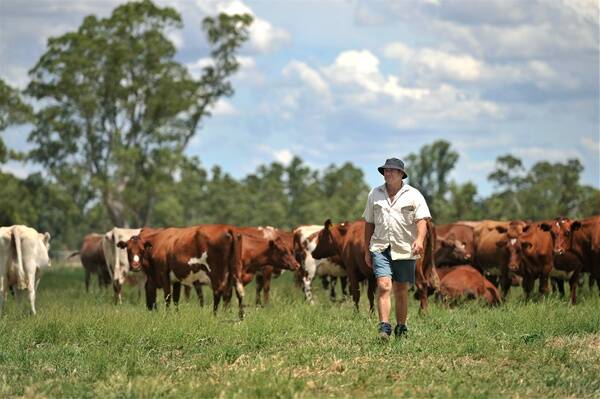 REFUGE: Organic dairy farmer Bernie Mannes on his Strathfieldsaye farm and, inset, a group shot of the refugees.