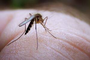 There has been an increase in mosquitoes in central Victoria.