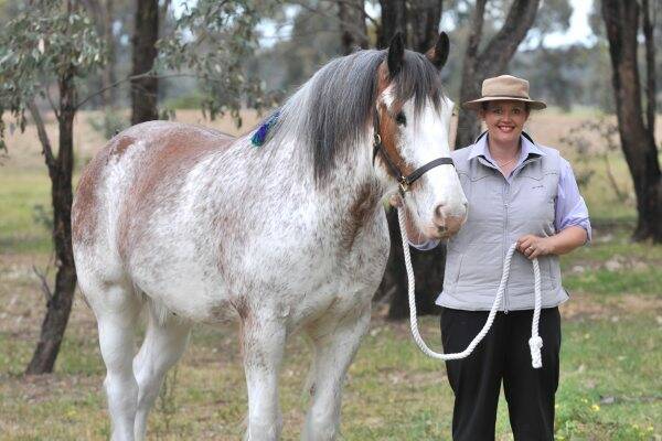 Gentle giant: Louise Scott and her Clydesdale are ready for the Bendigo show.