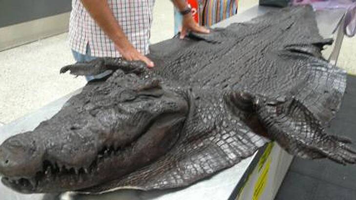 Croc shock ... A full-sized crocodile skin.