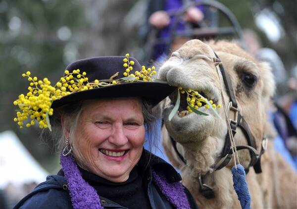 PECKISH: One of the camels takes a fancy to Mary Healey’s hat decorations. Picture: bill conroy