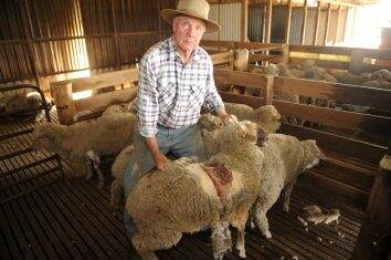 devastation: Family friend Tim Foster helps out with injured sheep.