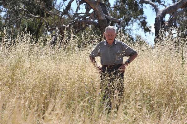 CONCERNS: Allen Marlow stands in tall grass he says is a fire risk to the Terrick Terrick National Park.