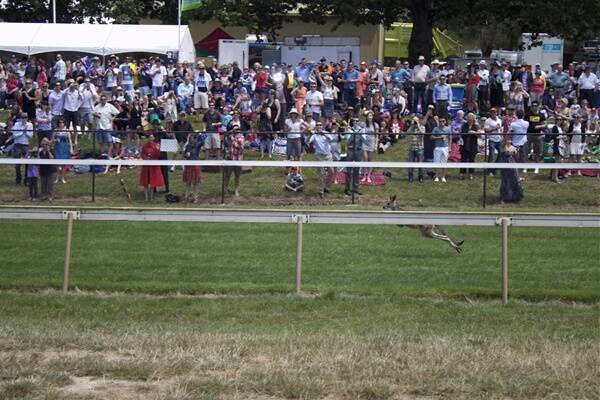 BOUNDING CLEAR: A kangaroo hops down the home straight in front of a big crowd at yesterday’s Hanging Rock Cup meeting.