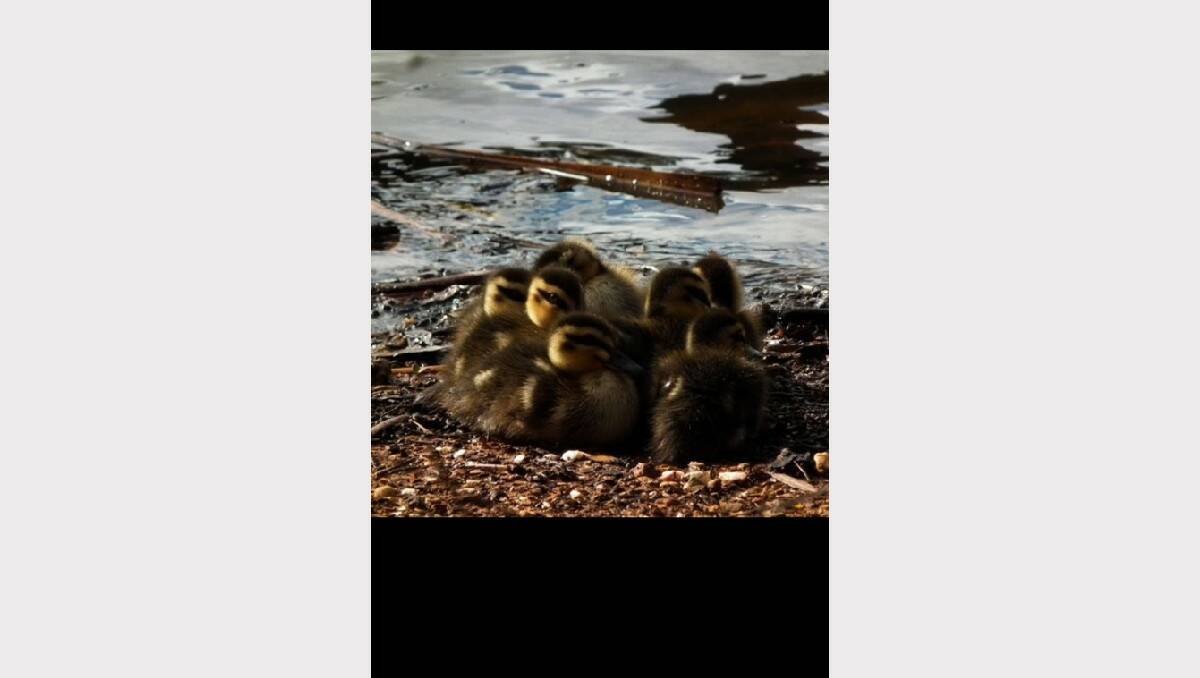 Huddling ducklings at Kennington Reservoir. Photo: Kathy Maher
