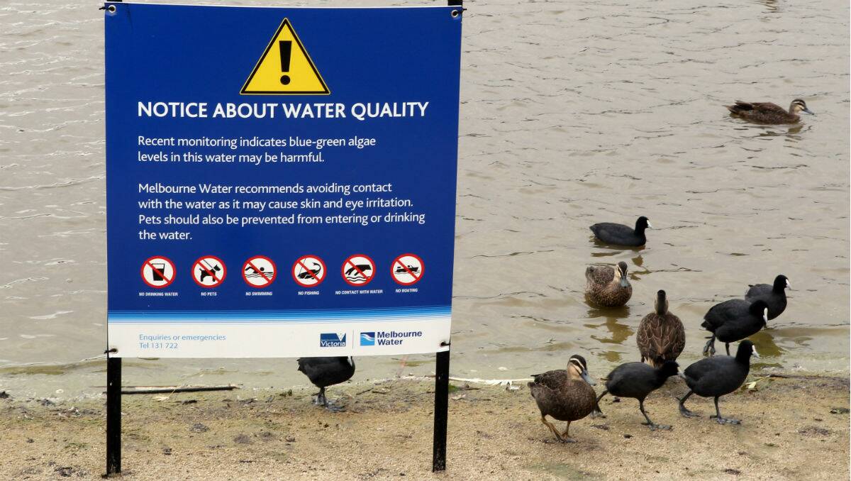 WARNING: People should not enter water when blue-green algae is present. Picture: FAIRFAX