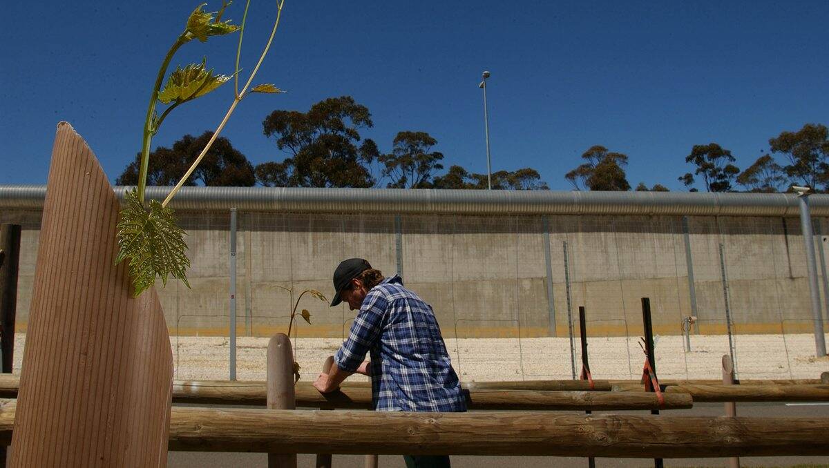 REHABILITATION: A prisoner tends grapevines at Loddon Prison. Picture: Daryl Pinder