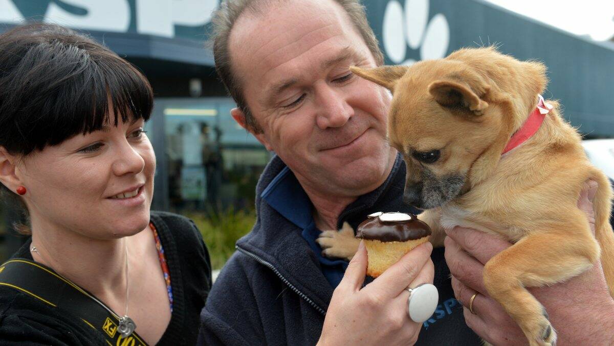 TEMPTING: Photographer Emma Clohesy from Embrace Images and RSPCA Bendigo shelter manager Chris Goodwin offer Poppy a cupcake. Picture: BRENDAN McCARTHY