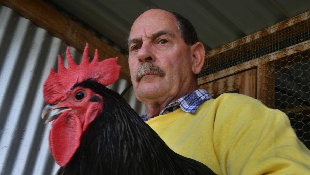 RUFFLED: Geoff Lawry, of Huntly/Epsom Lions Club, is concerned the club’s charity chicken sale will be left homeless.   Picture: Brendan McCarthy