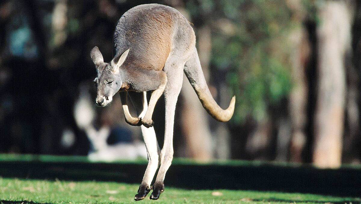 Kangaroo attacks man in backyard