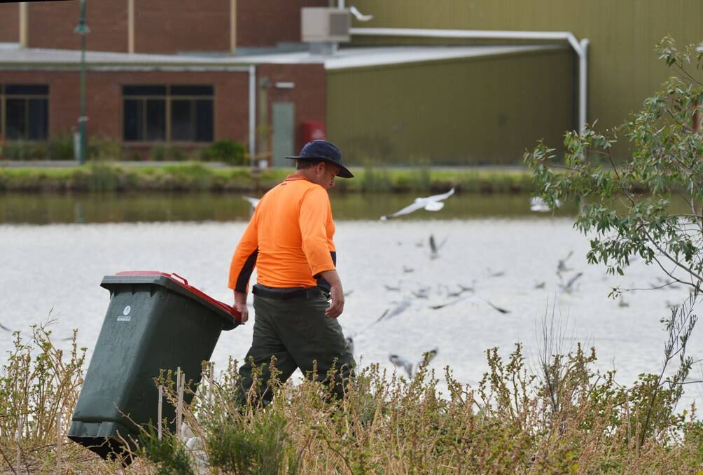 A council worker picks up the dead seagull carcasses.