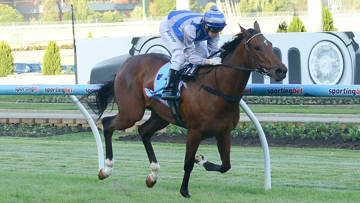 TALENTED: She’s Ellie won at Moonee Valley last month and is at Cranbourne tomorrow. Picture: SLICKPIX