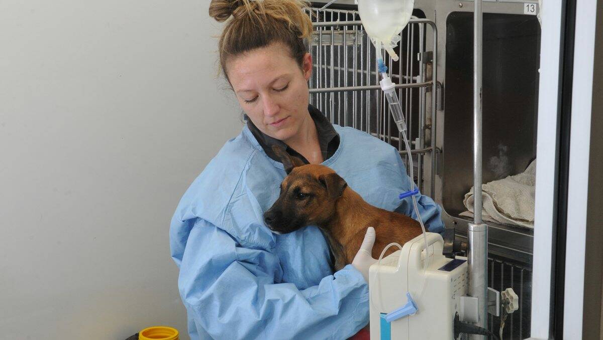Passionate Vetcare senior veterinarian nurse Naomi Hodgens with 18-week-old Knuckles, one of the dogs undergoing treatment for parvovirus at the clinic. Picture: Peter Weaving