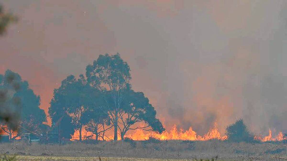 The grassfire rages at Epping. Photo: Joe Armao