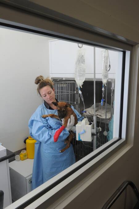 Passionate Vetcare senior veterinarian nurse Naomi Hodgens with Knuckles, a dog which recently underwent treatment for parvovirus.