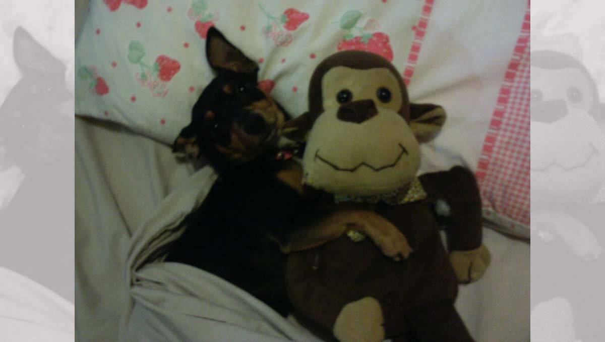 Bambi, our chihuahua X. Just loves to cuddle with her favourite teddy bear =). Picture: Kirstin Storey