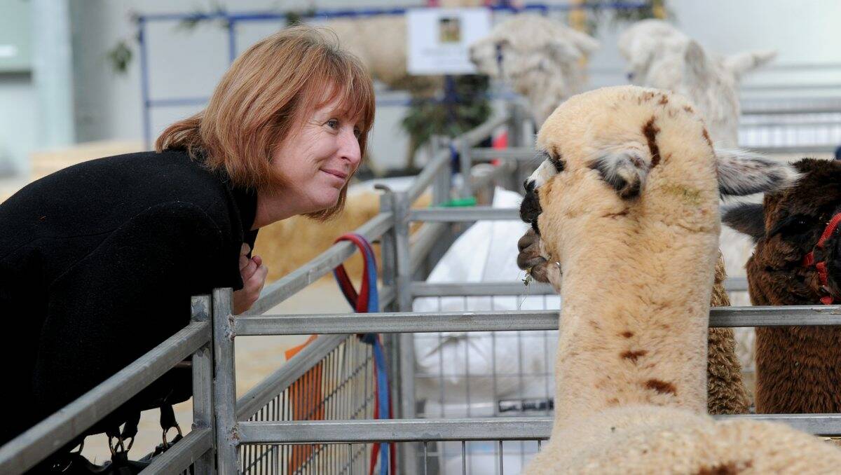 Leesa Elston gets up close and personal with an alpaca. Picture: Jodie Donnellan 