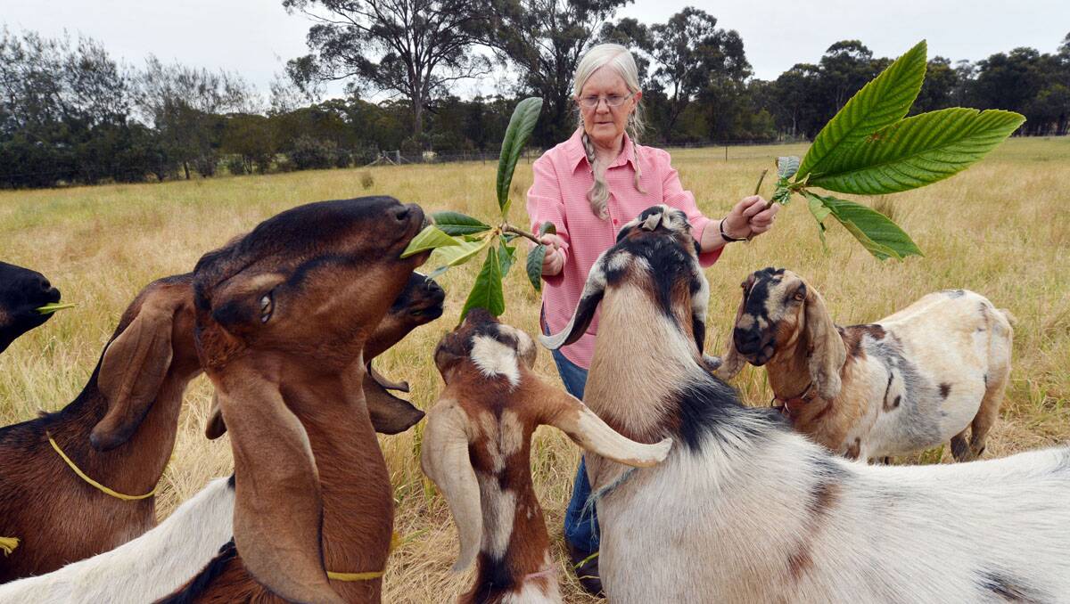 friendly: Bev Stent with some of her ‘extended family’ on her Woodvale farm. Picture: Brendan McCarthy