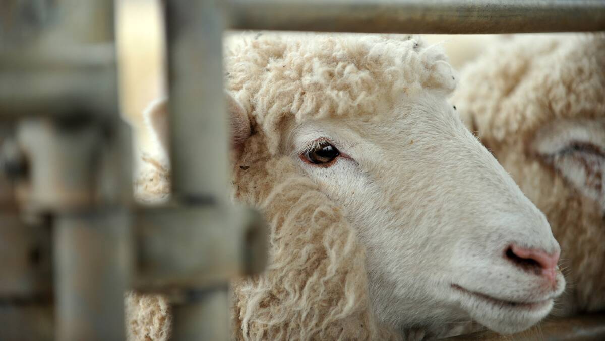 Farm animal welfare will be on the agenda when the VFF hold a public meeting in Bendigo on April 24. Picture: File
