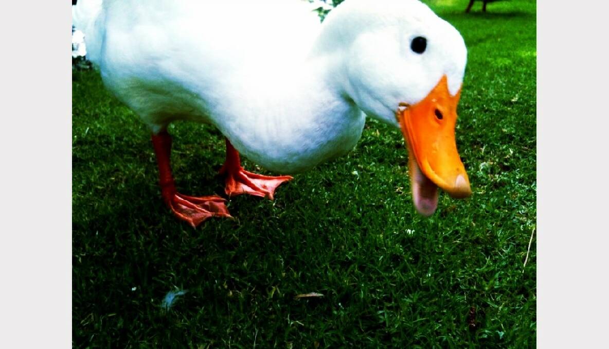 Quack. Picture: Naomi Dougall