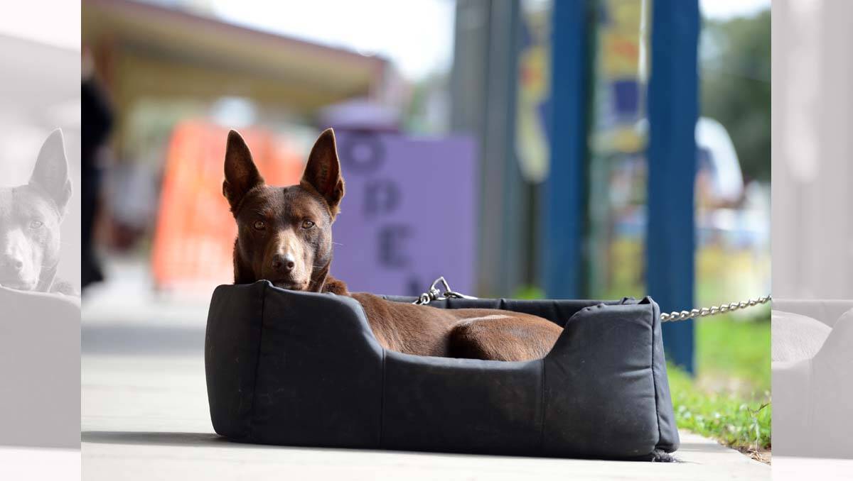 Buddy" relaxs in the main street of Dunolly. Picture: Jim Aldersey