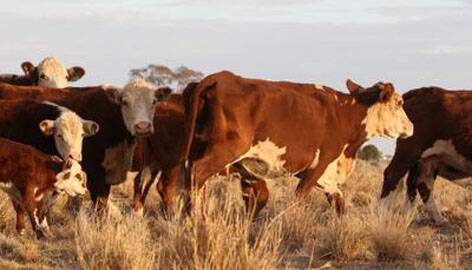 Australian-grown cattle. Picture: Fairfax