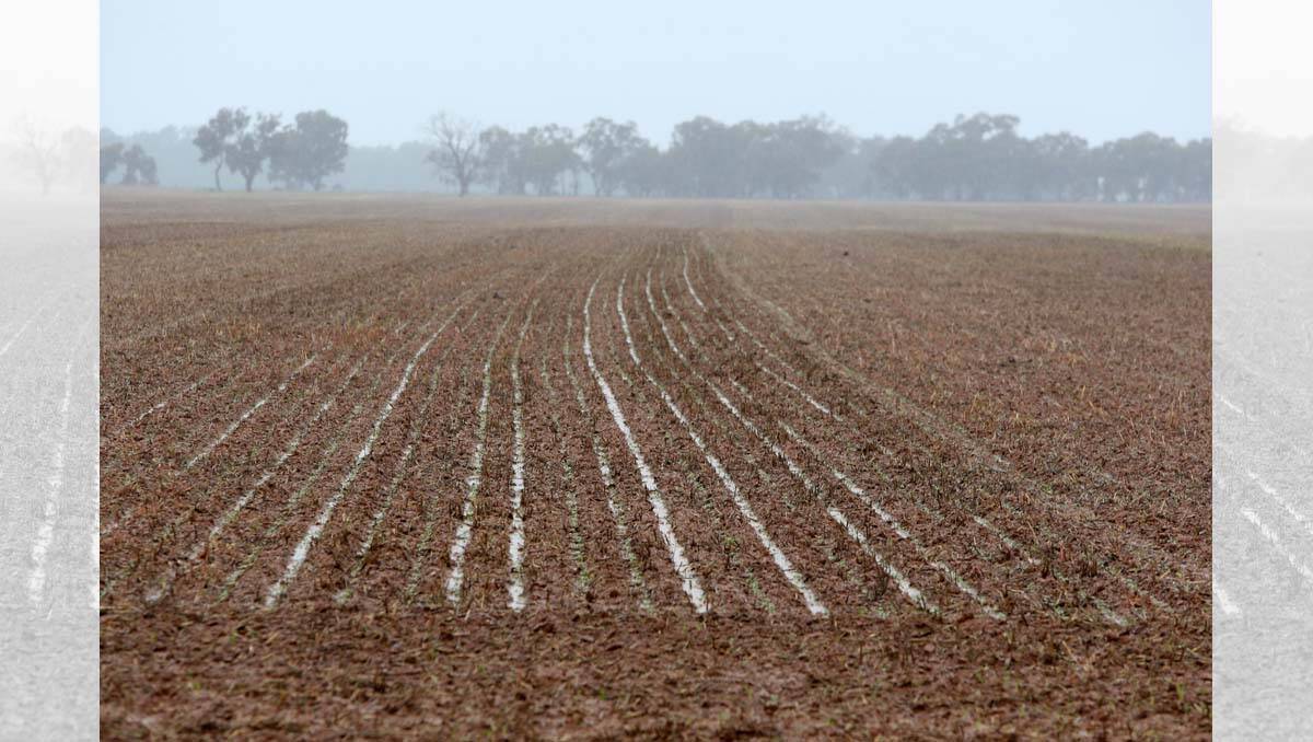 Soaked ploughed fields south of Elmore. Picture: Peter Weaving