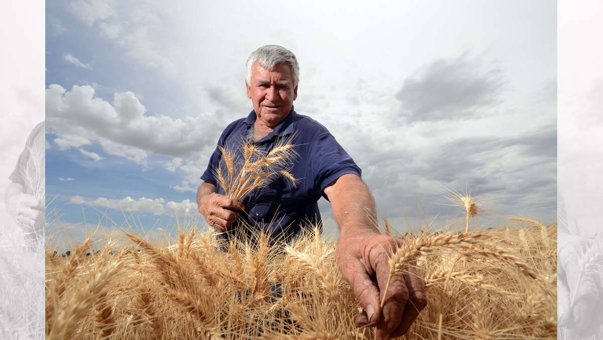Rochester farmer Geoff Elliott checks out his wheat crop. Picture: Jim Aldersey