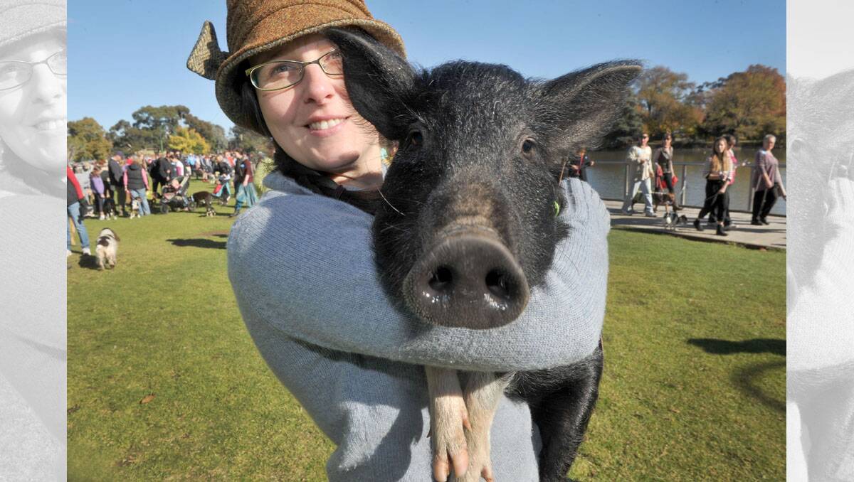 RSPCA Million Paws Walk at Lake Weeroona. Naomi Brown joined the walk with her pet Welsh Tamworth pig Tilly Bean. Picture: JULIE HOUGH