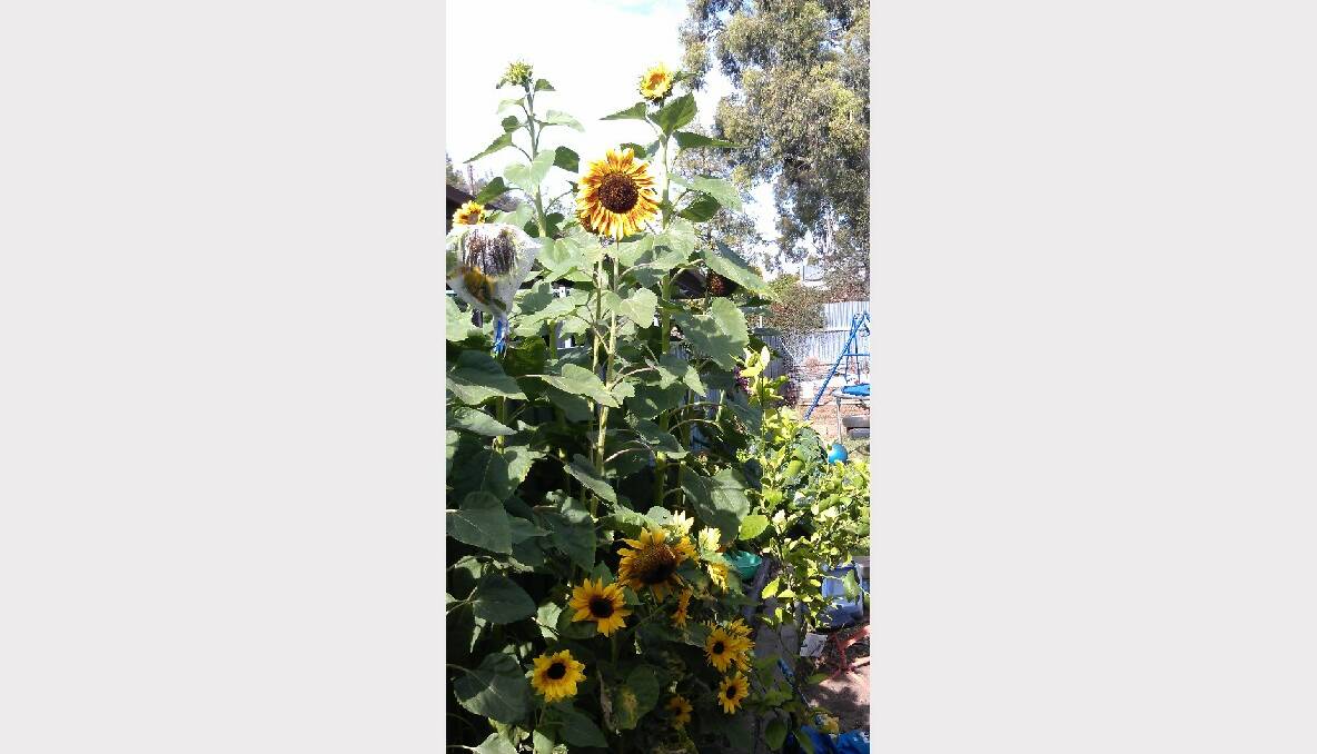 Our sunflower with two growing to over 10 feet high. Picture: Aliesha Griffin