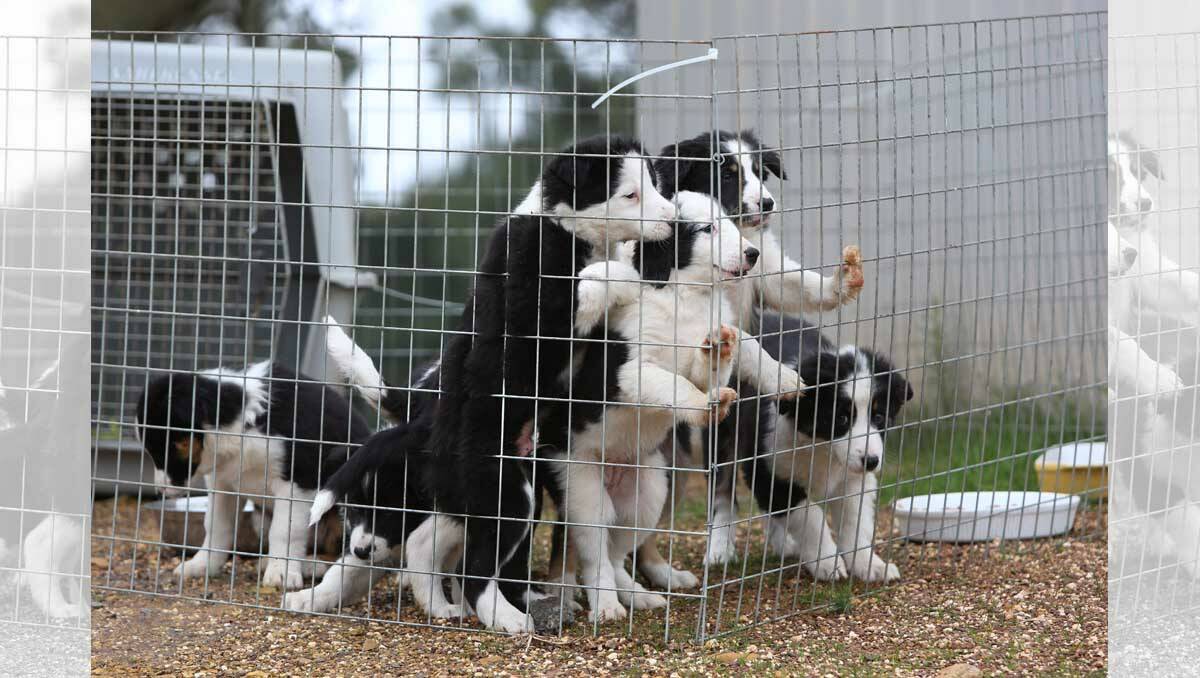 Nine-week-old pups for sale. Picture: Peter Weaving