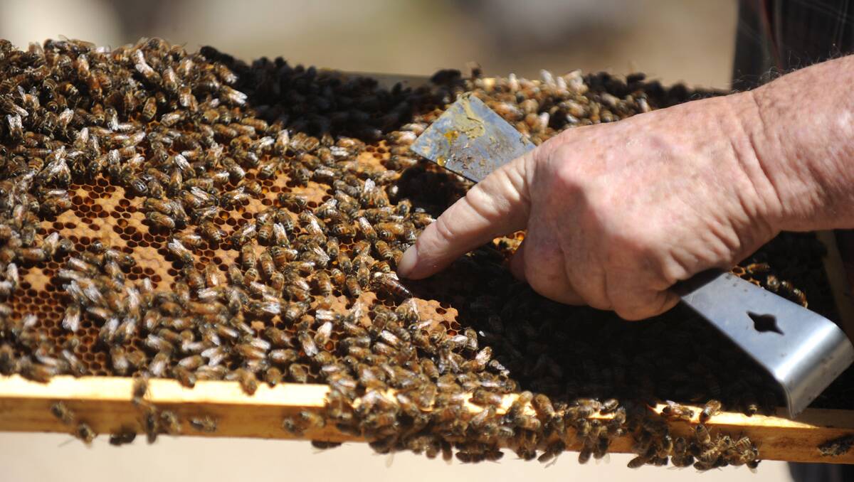Bob points to the Queen Bee. Picture: Jodie Donnellan