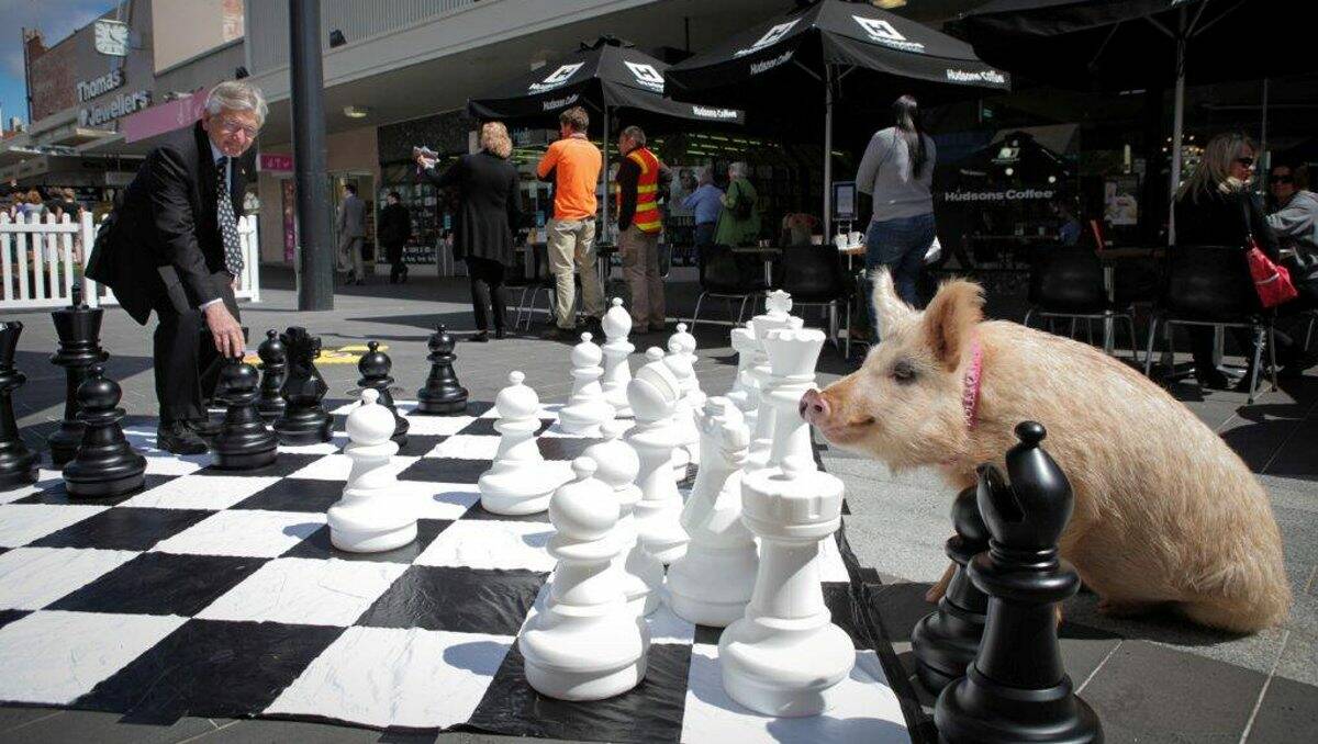 Tough competition: Alec Sandner plays chess with Polly the pig in the mall. Picture: Contributed